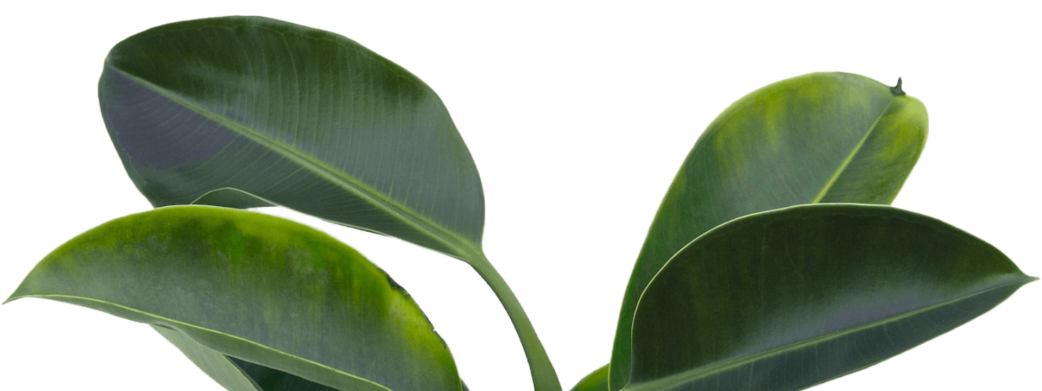 Decorative plant with large leaves